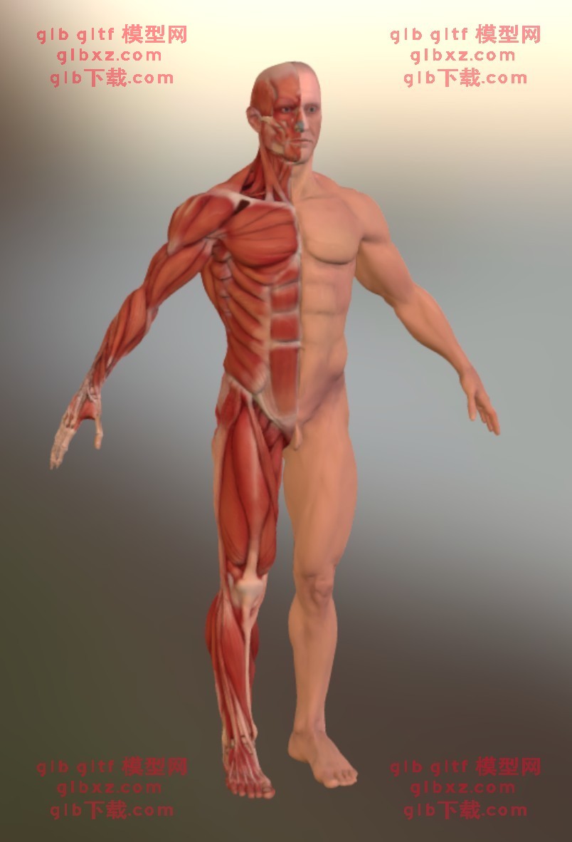 医学人体解剖人体解剖GLB/GLTF模型 医学人体解剖人体解剖GLB/GLTF模型