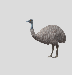 动物 火鸡鸸鹋动画GLB/GLTF文件
