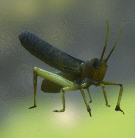 蚱蜢动画GLB/GLTF格式