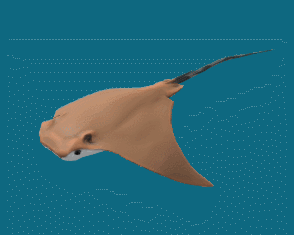 牛鼻魟GLB/GLTF模型动物动画