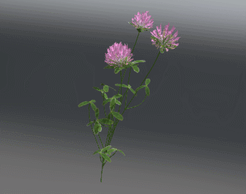 像玫瑰一样的花朵动画GLB/GLTF格式